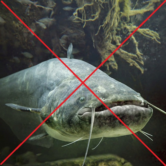 TÁJÉKOZTATÁS TISZA-TÓ, TISZA ÉS DUNA FOLYÓK HARCSA TILALOM 2025. DECEMBER 1.-2026. FEBRUÁR 27.