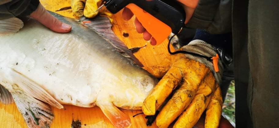 Rakacai-víztározó hal jelölés 2021.